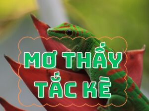 mo thay tac ke