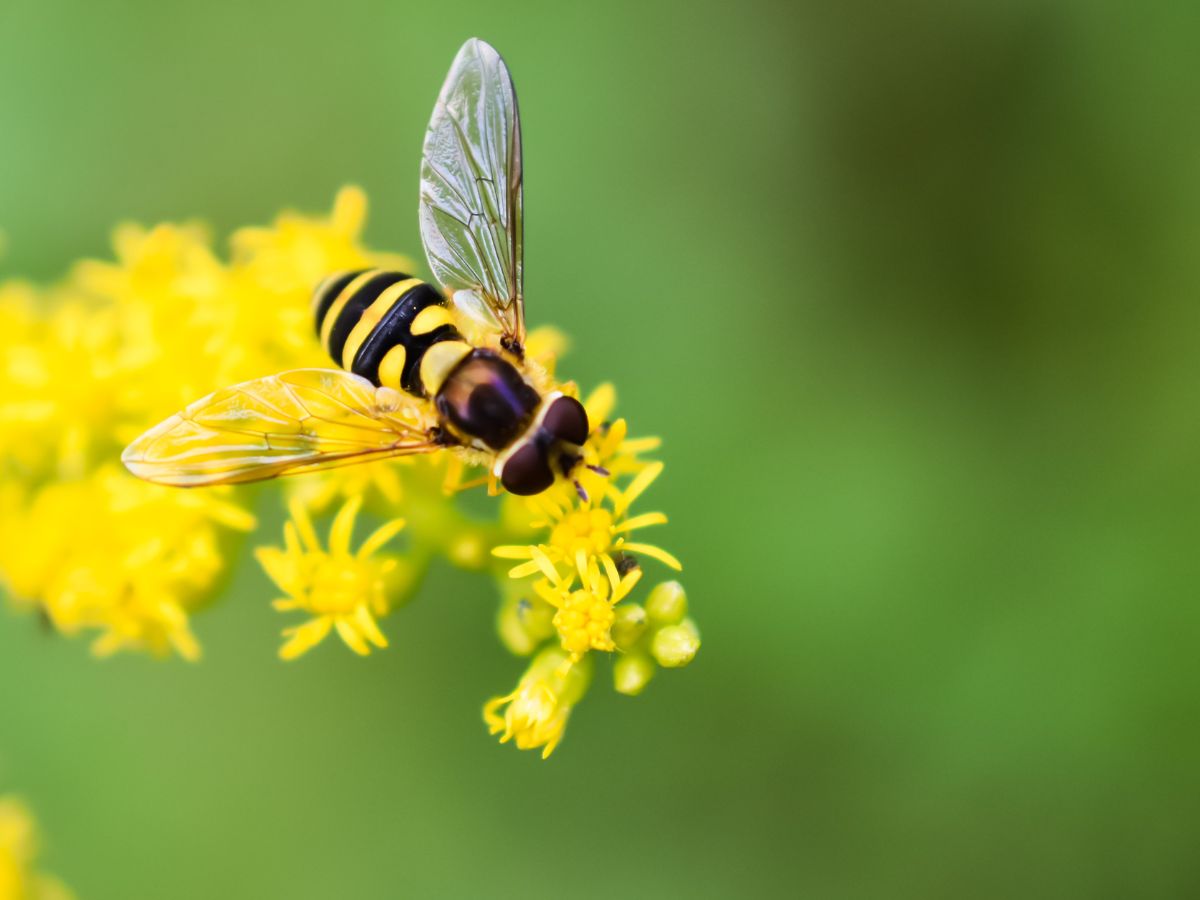 mơ thấy ong đang hút mật trên hoa