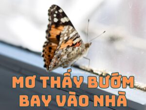 mơ thấy bướm bay vào nhà